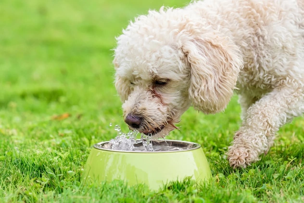 Cane che beve acqua dalla ciotola in giardino