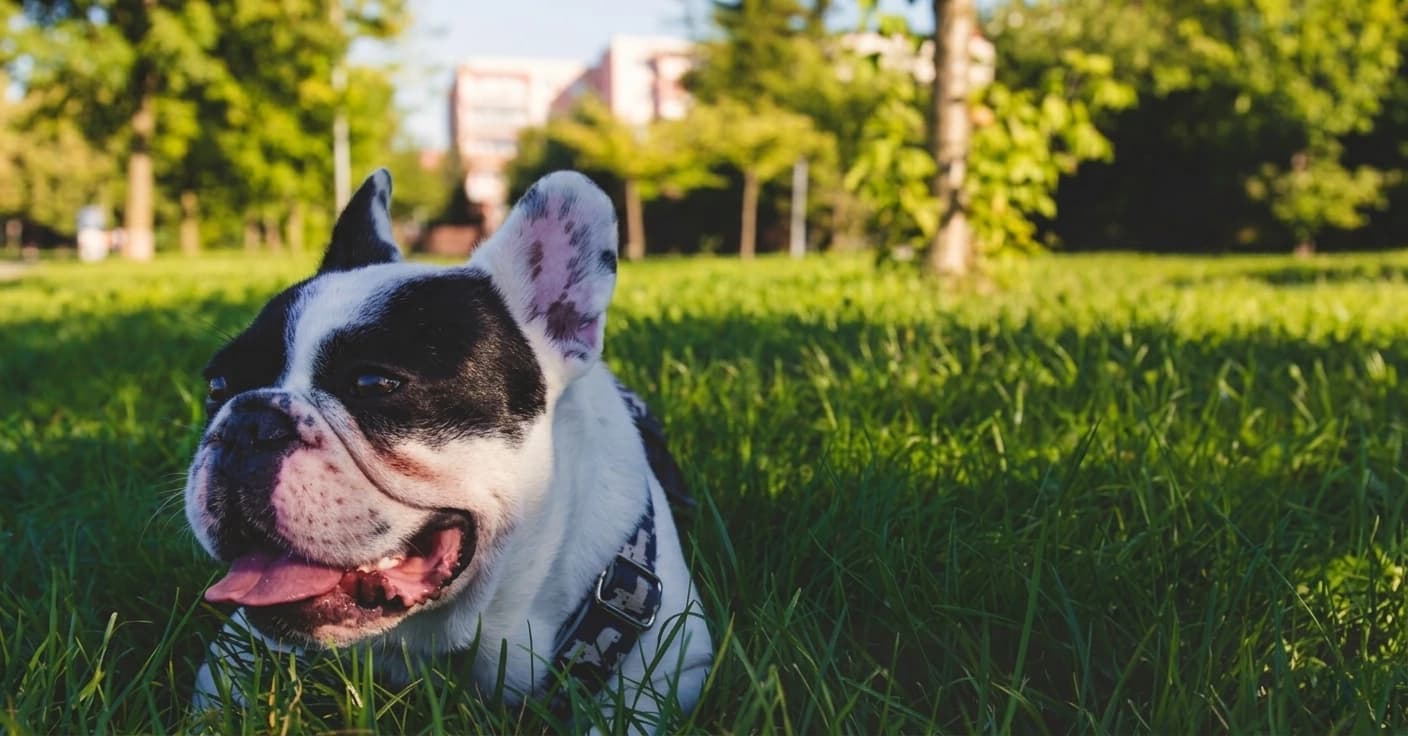 Cane in sovrappeso che riposa