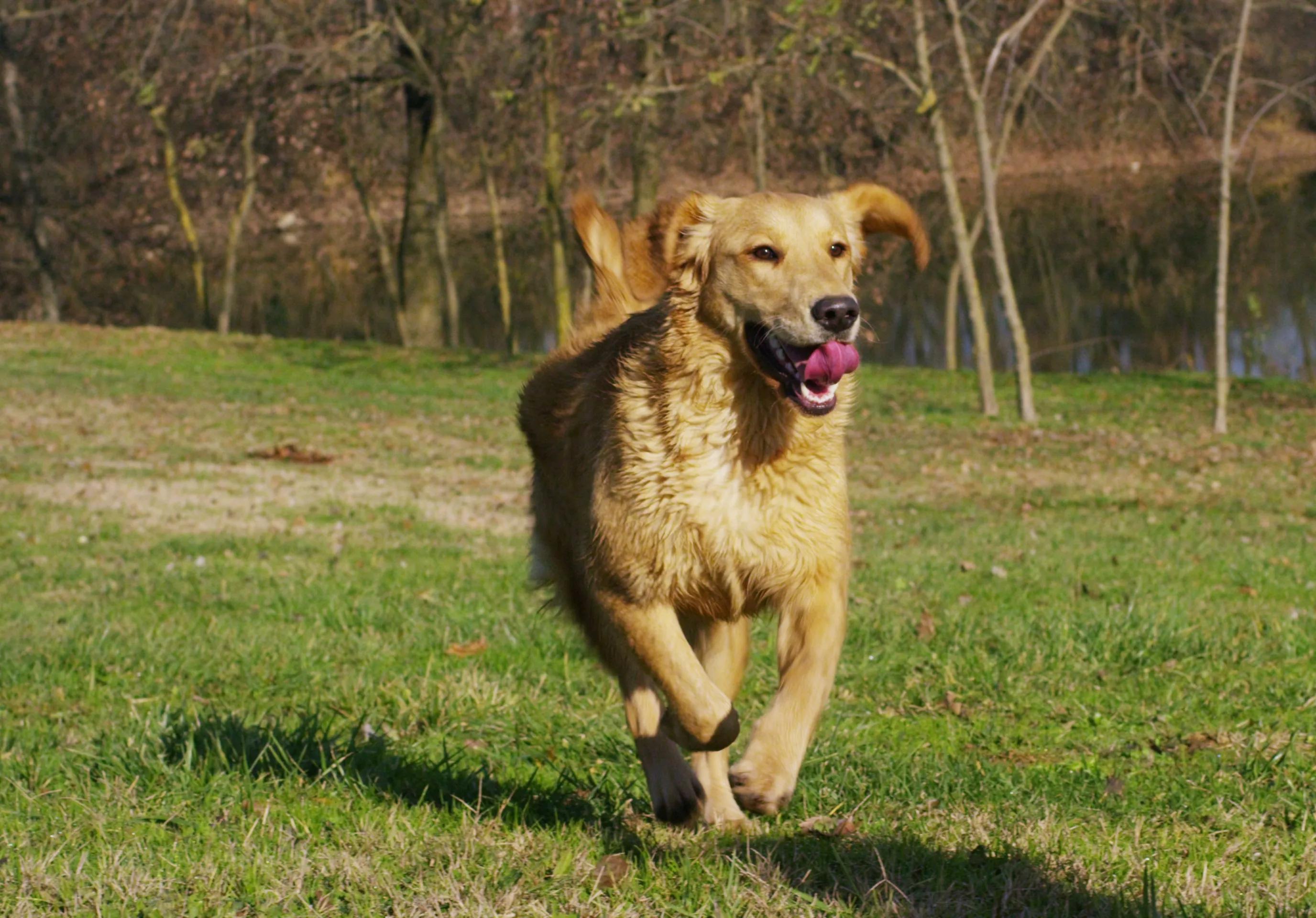 Un cane corre felice su un prato, con la lingua di fuori