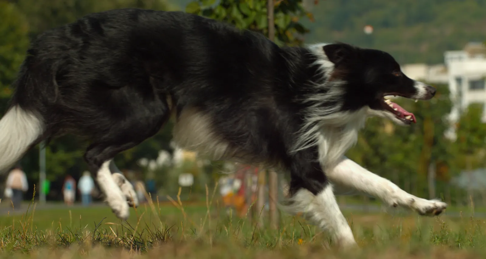 Border Collie
