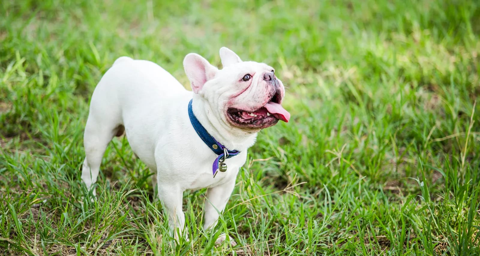 Bulldog Francese