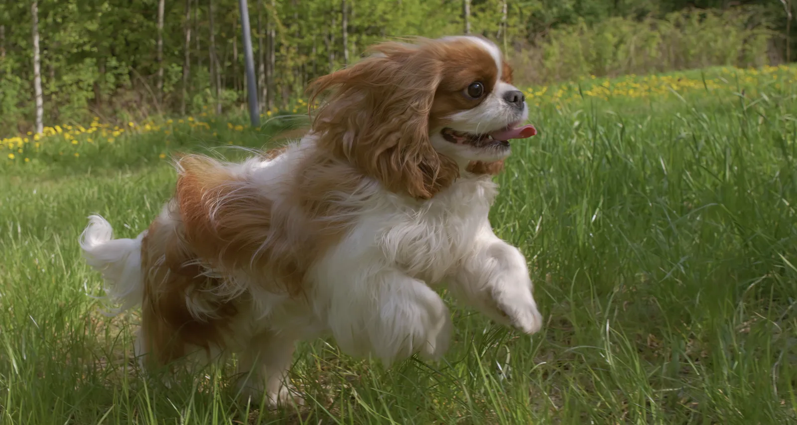 Cavalier King Charles Spaniel