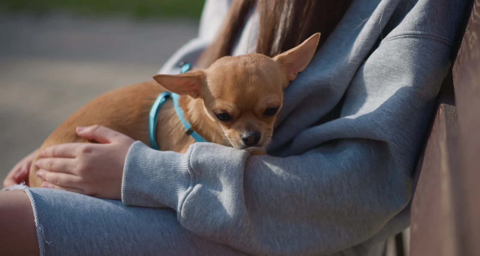 Chihuahua
