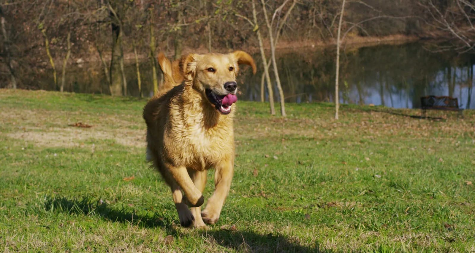 Golden Retriever