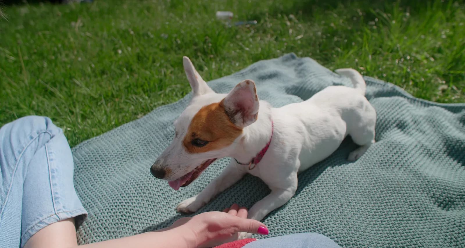 Jack Russell Terrier