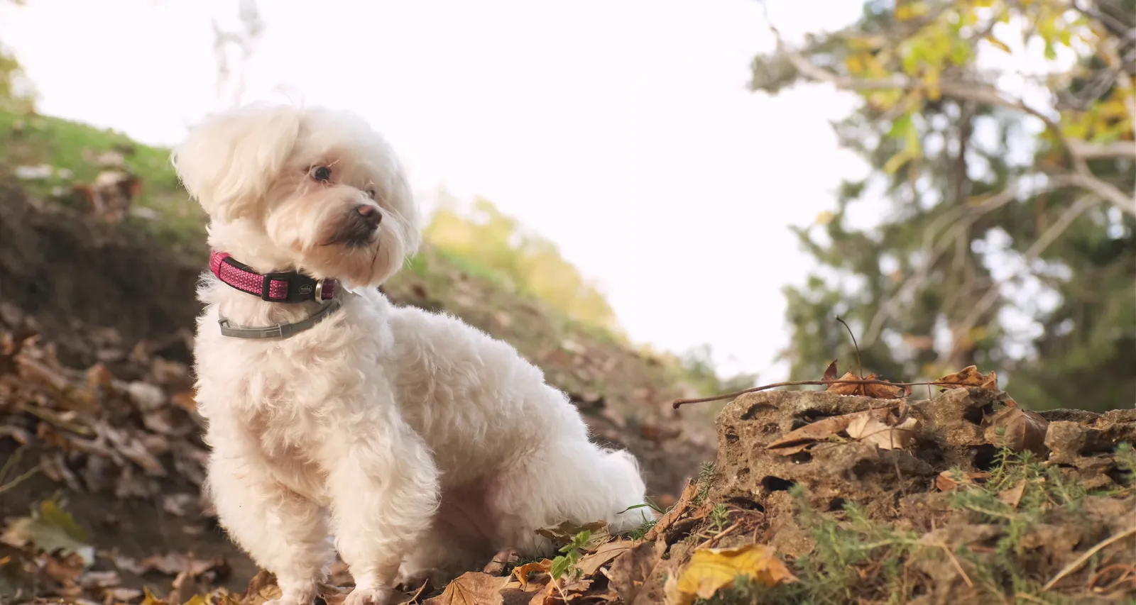 Maltese