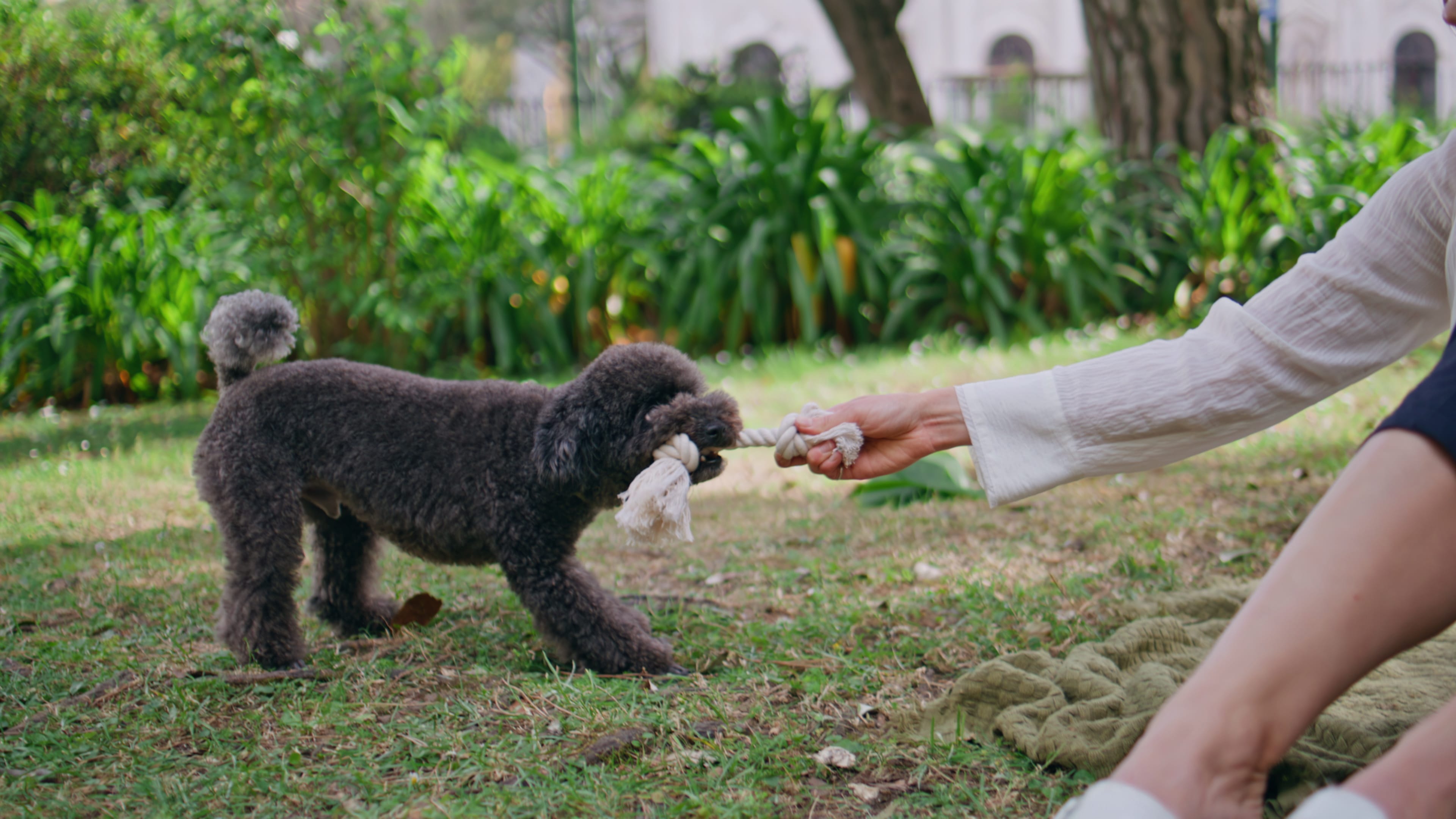 giochi per cani