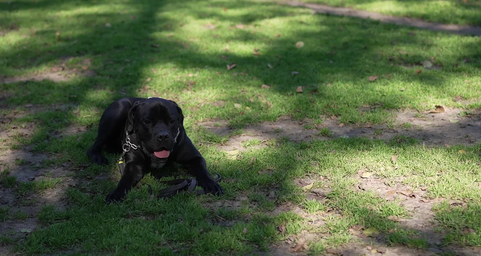 Cane Corso