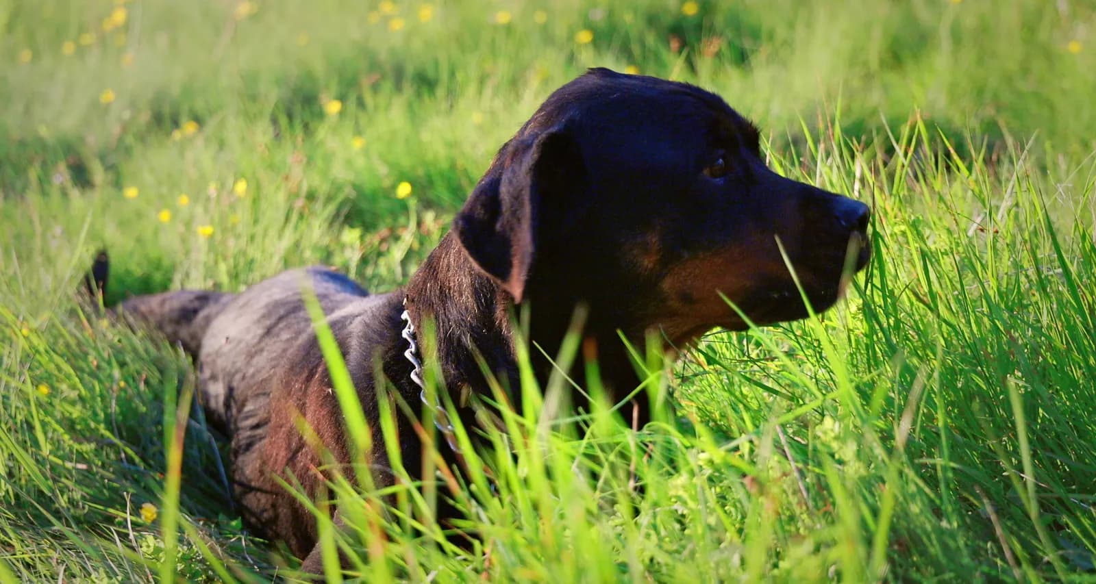 Rottweiler