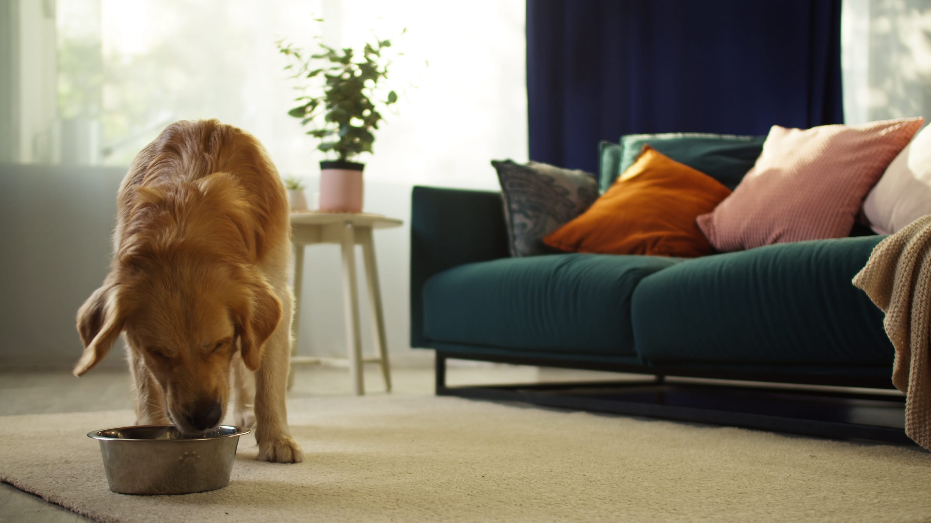 Alimentazione cane