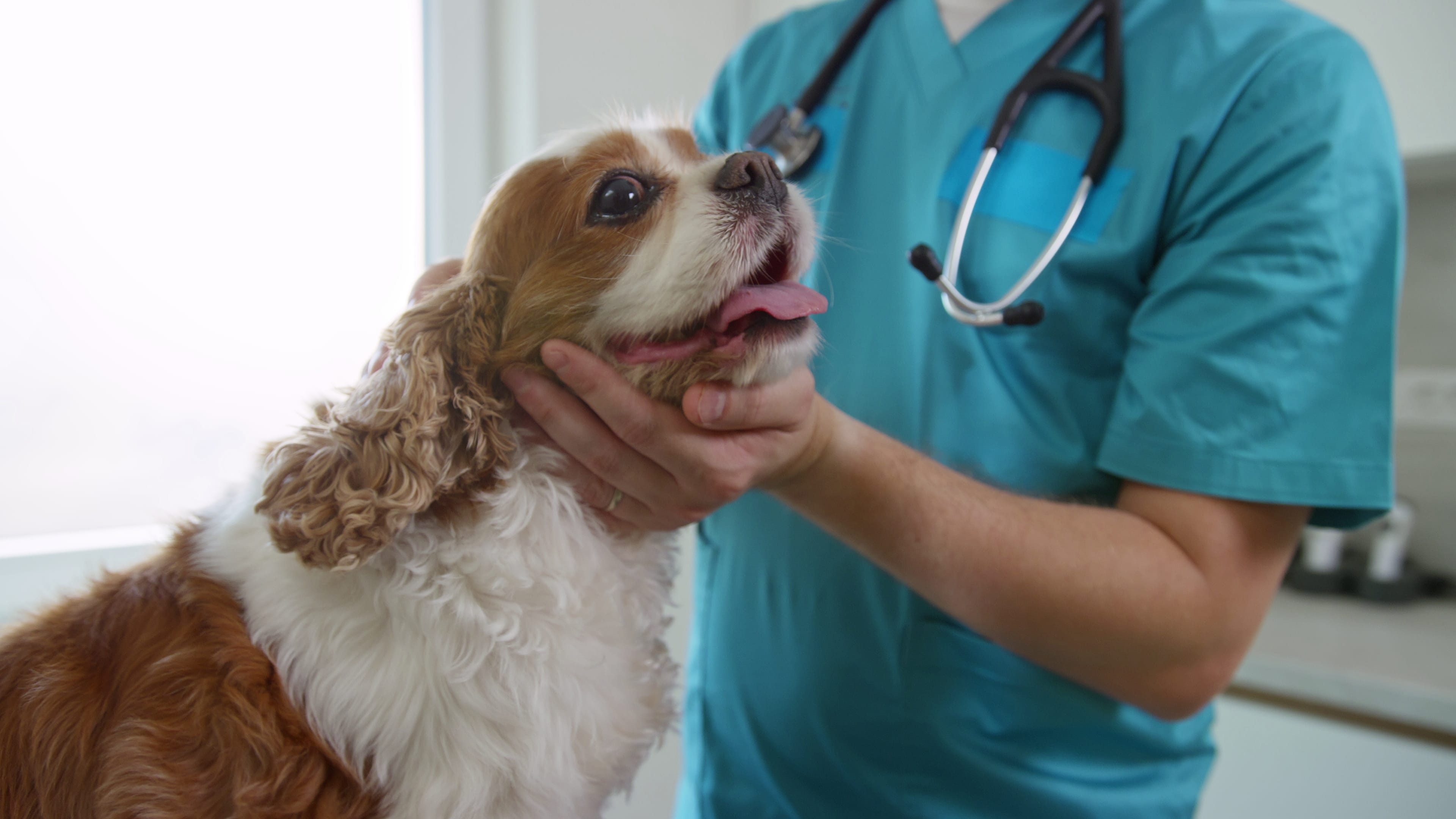 prevenzione cane