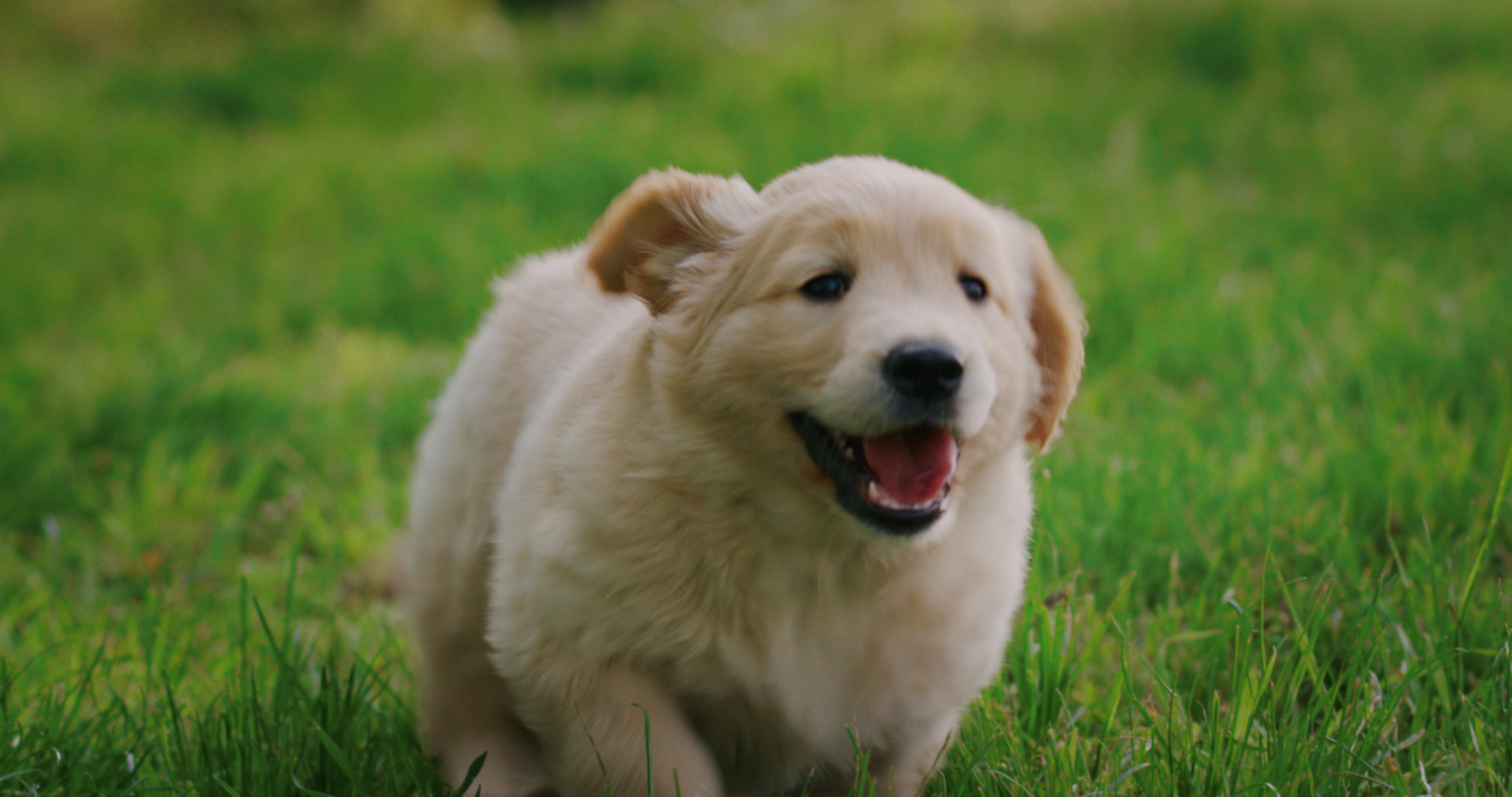 cucciolo di cane cosa fare