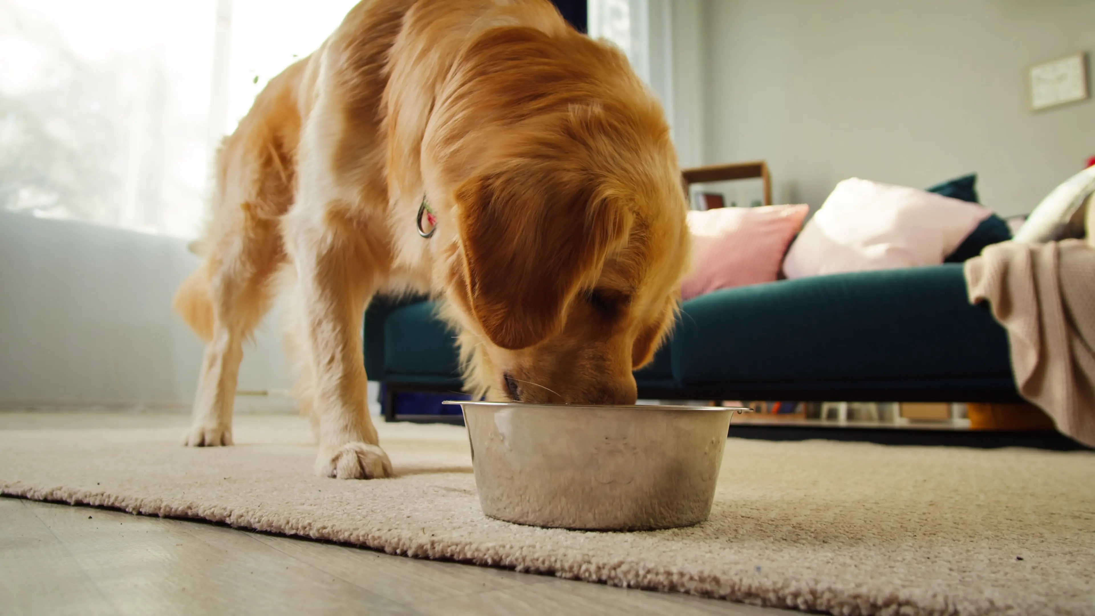 Alimenti tossici cane
